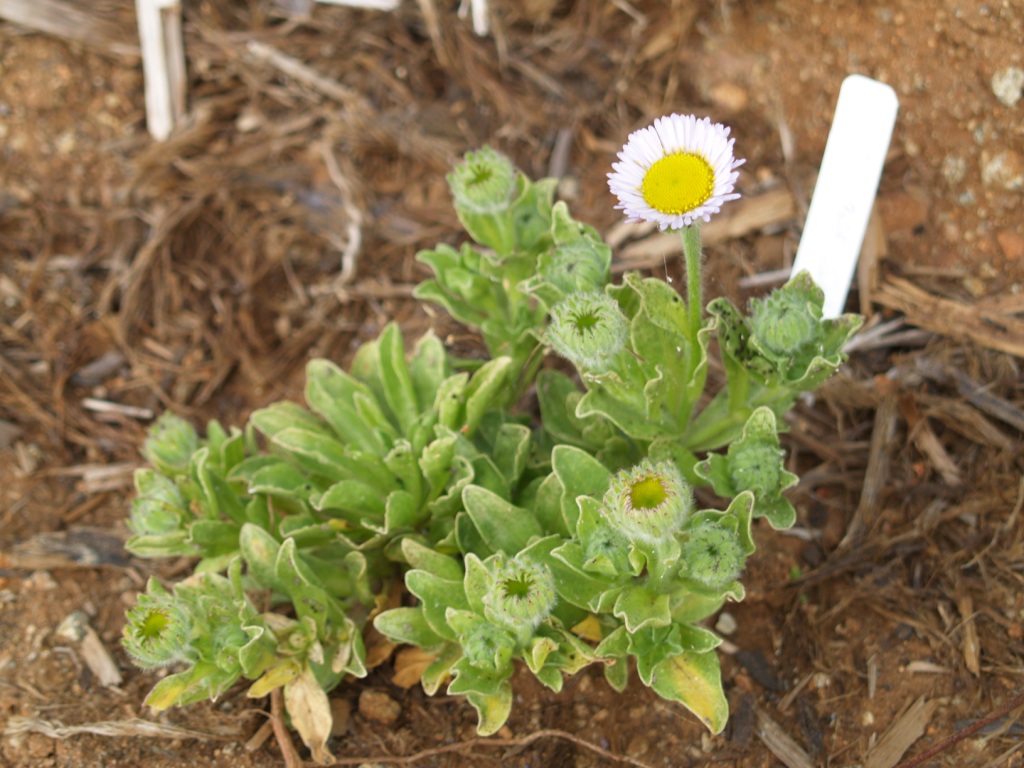 Erigeron glaucus 'Cape Sebastian'