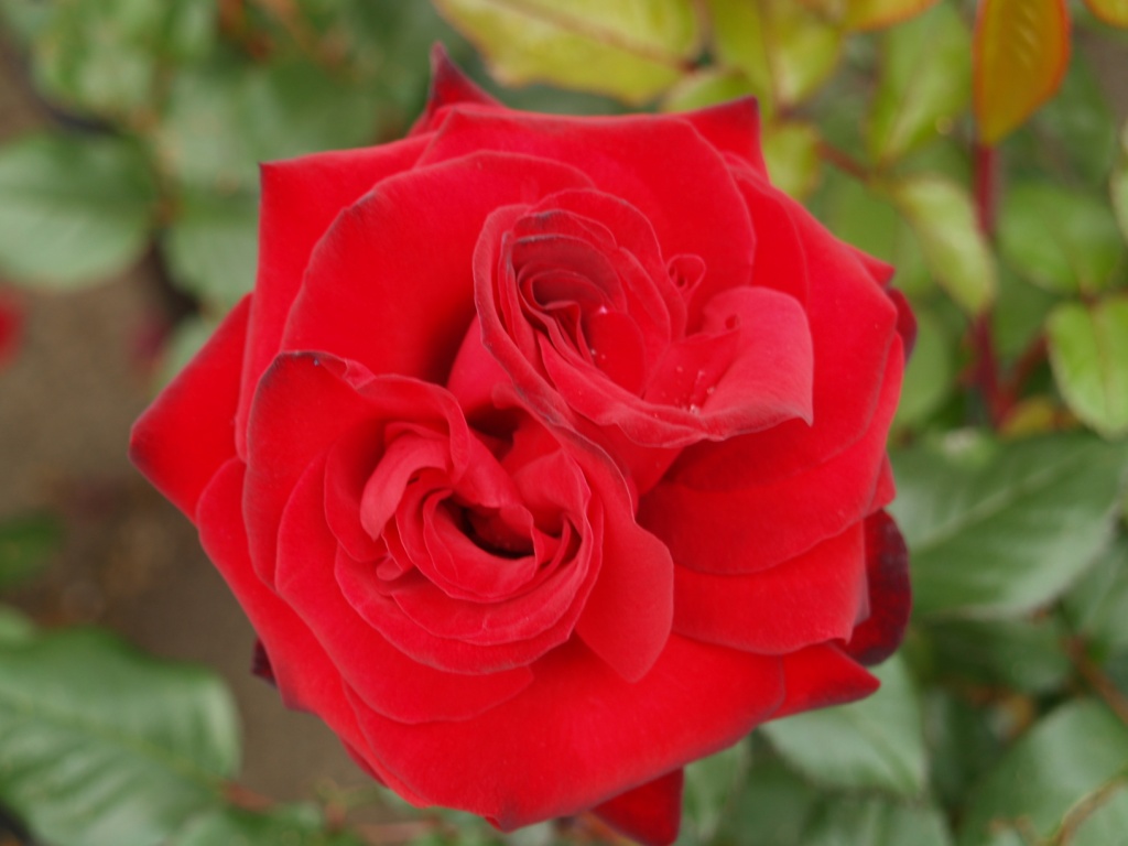 Rosa hybrid 'Black Magic'