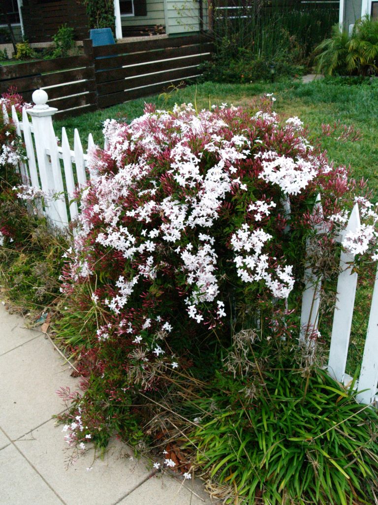 Jasminum polyanthum