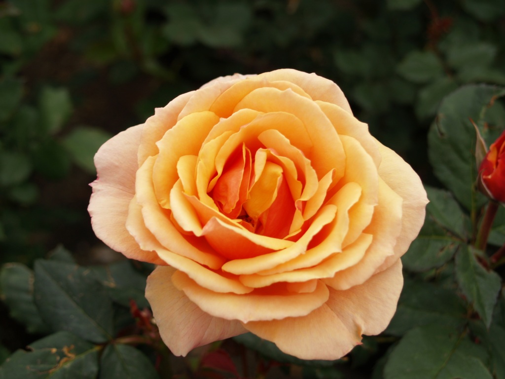Rosa hybrid 'About Face Tree'