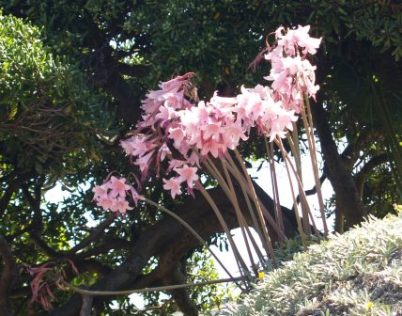 Amaryllis spp.