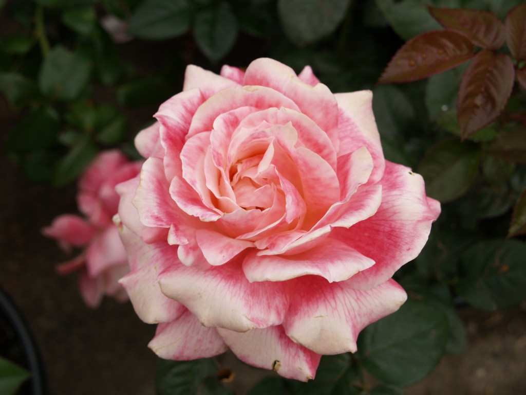 Rosa hybrid 'April in Paris'