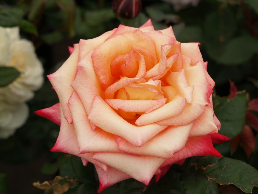 Rosa hybrid 'Dream Come True'