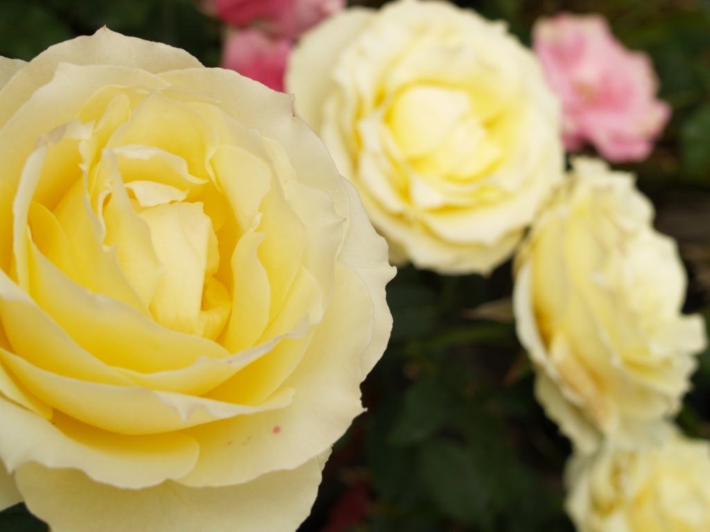 Rosa hybrid 'Solstice'