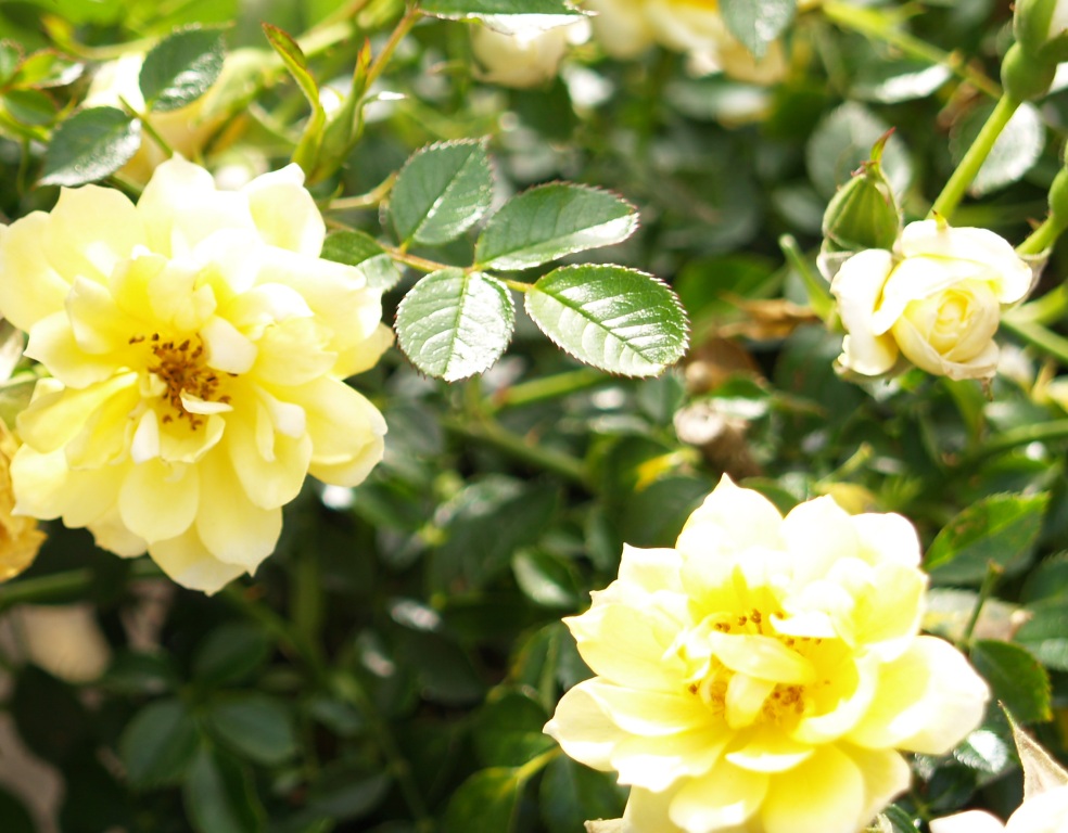 Rosa hybrid 'Yellow Ribbons'