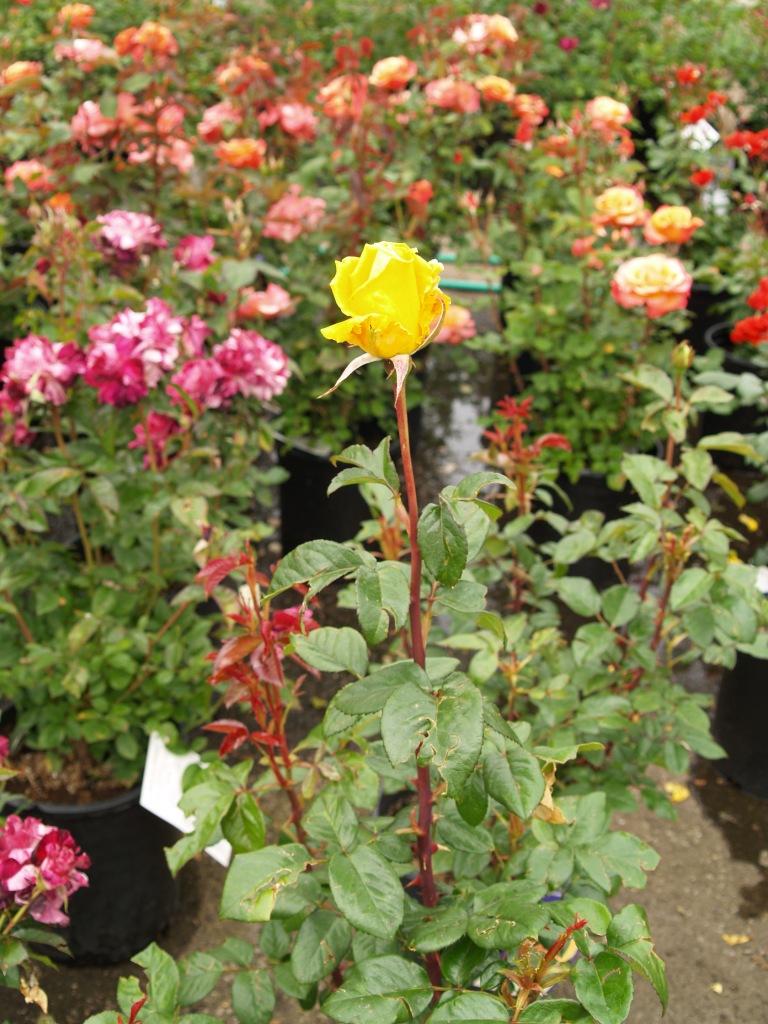 Rosa hybrid 'Radiant Perfume'