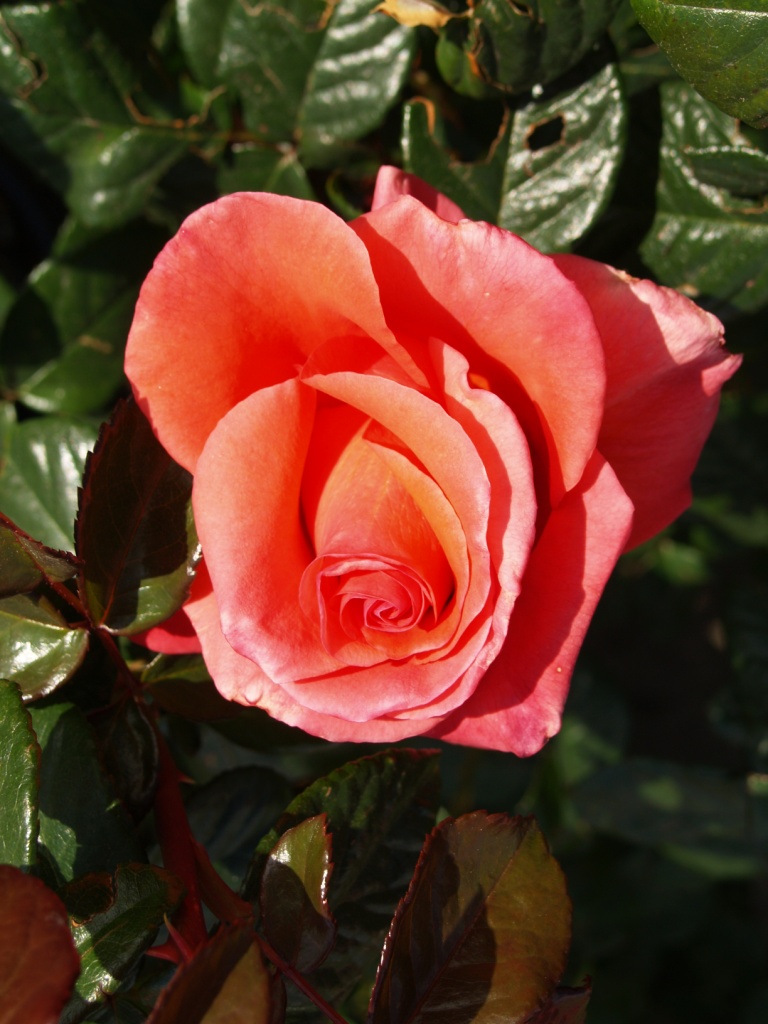 Rosa hybrid 'We Salute You'