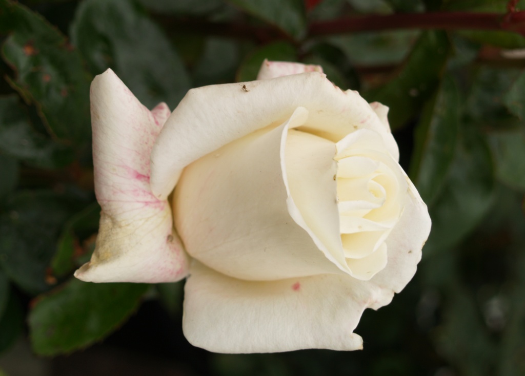 Rosa hybrid 'Home and Family'
