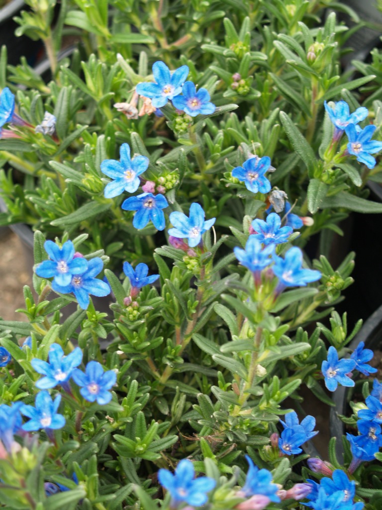 Lithodora diffusa 'Grace Ward'