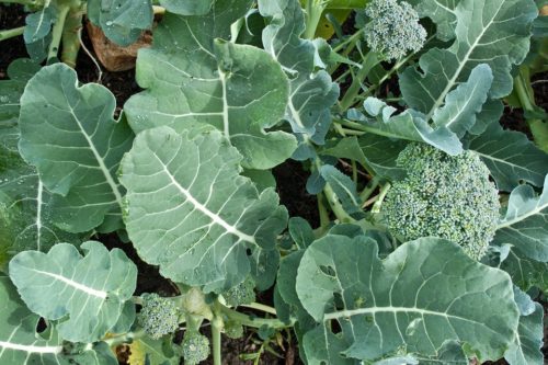 Brassica oleracea var. italica 'Green Sprouting Calabrese'