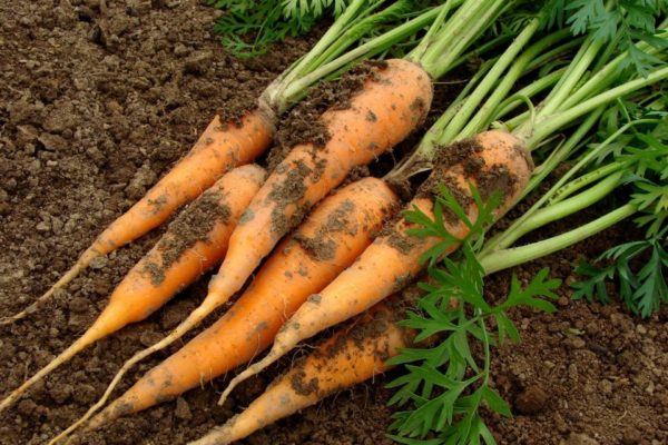 Daucus carota var. sativus 'Scarlet Nantes'