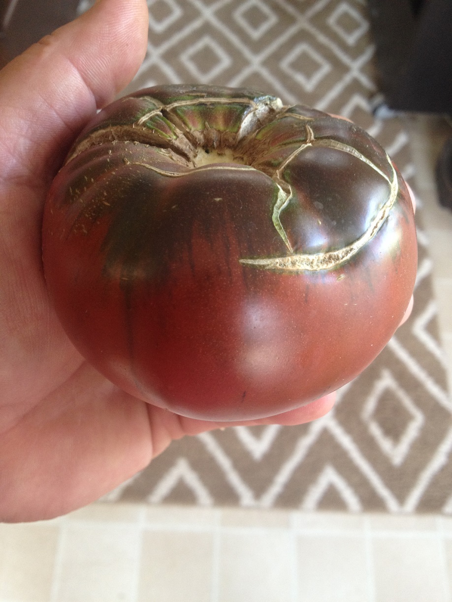 Solanum lycopersicum 'Black Krim'
