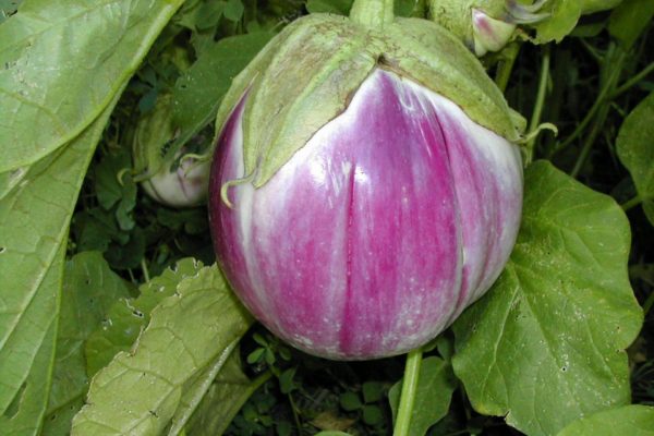 Solanum melongena var. esculentum 'Rosa Bianca'