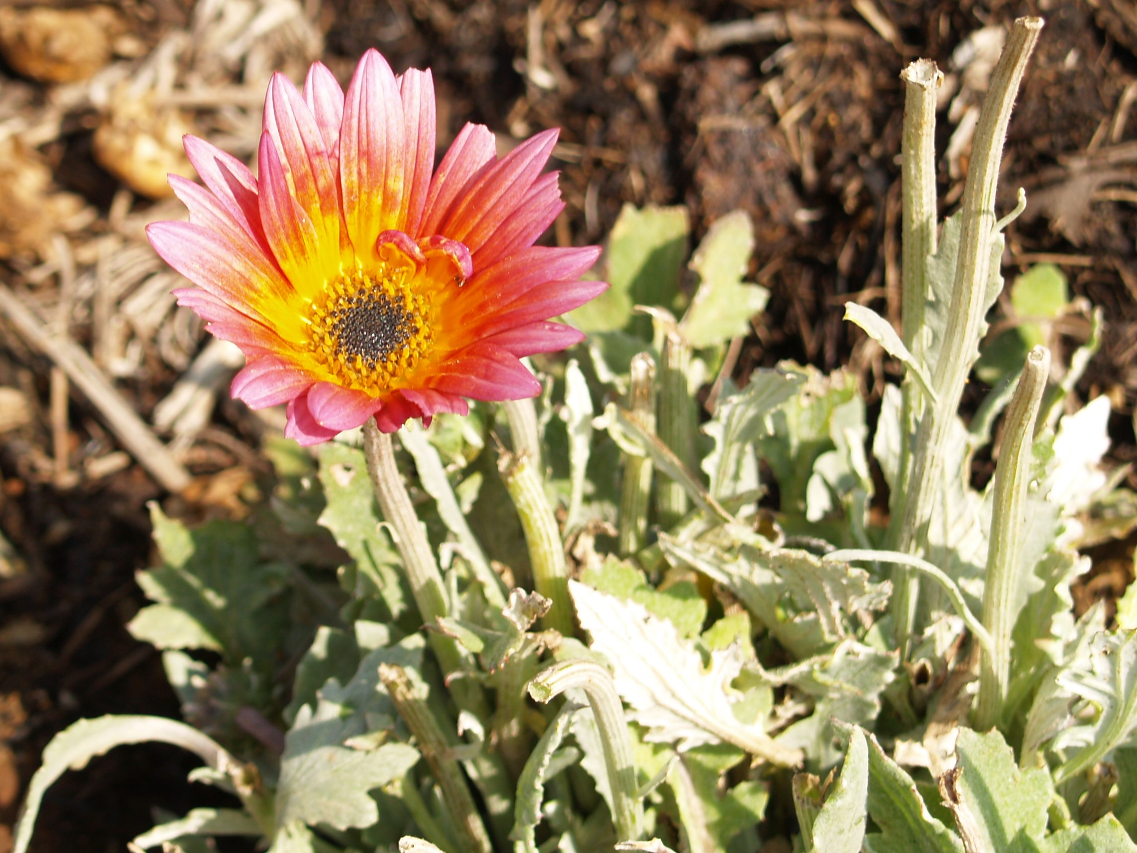 Arctotis hybrid 'Pink Sugar'