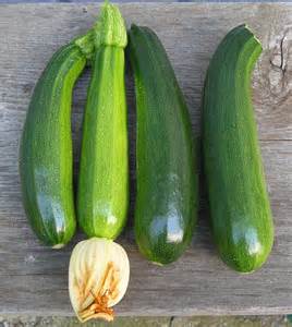 Cucurbita pepo 'Black Beauty'