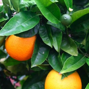 Citrus sinensis 'Washington Navel Orange'