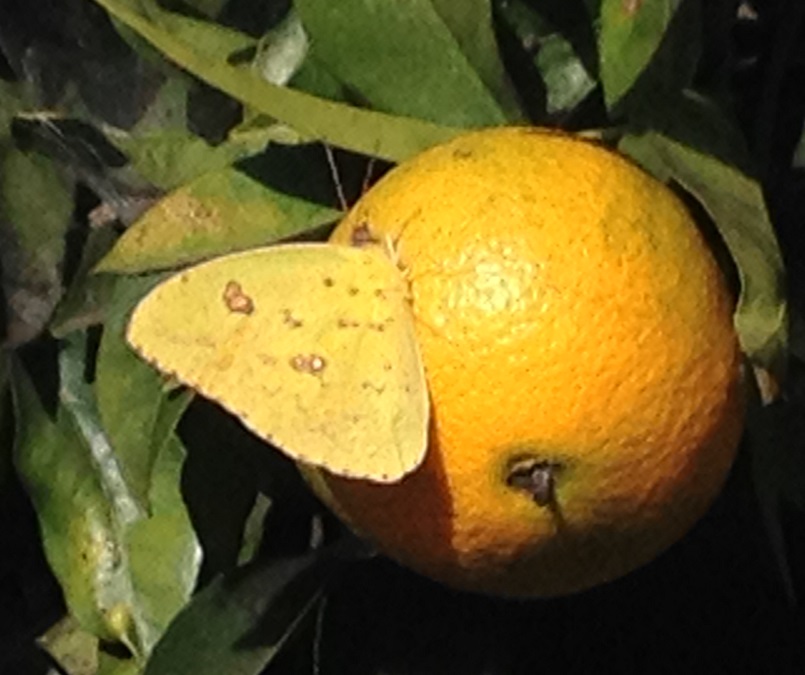 Citrus sinensis 'Washington Navel Orange'