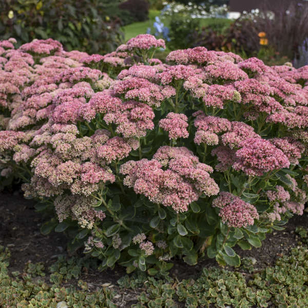 Sedum telephium 'Autumn Joy'