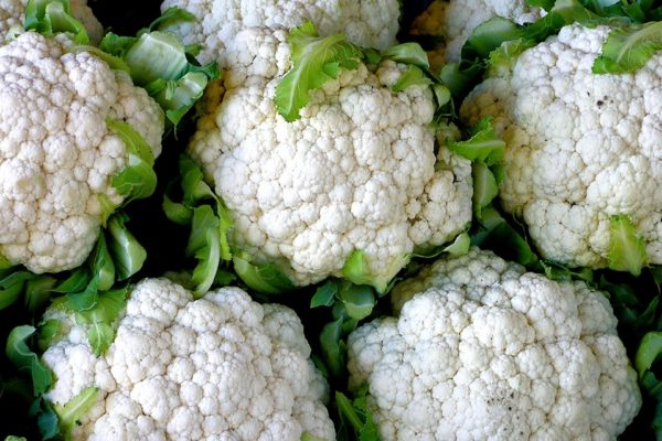 Brassica oleracea ssp. Botrytis Group 'Snowball Hybrid'