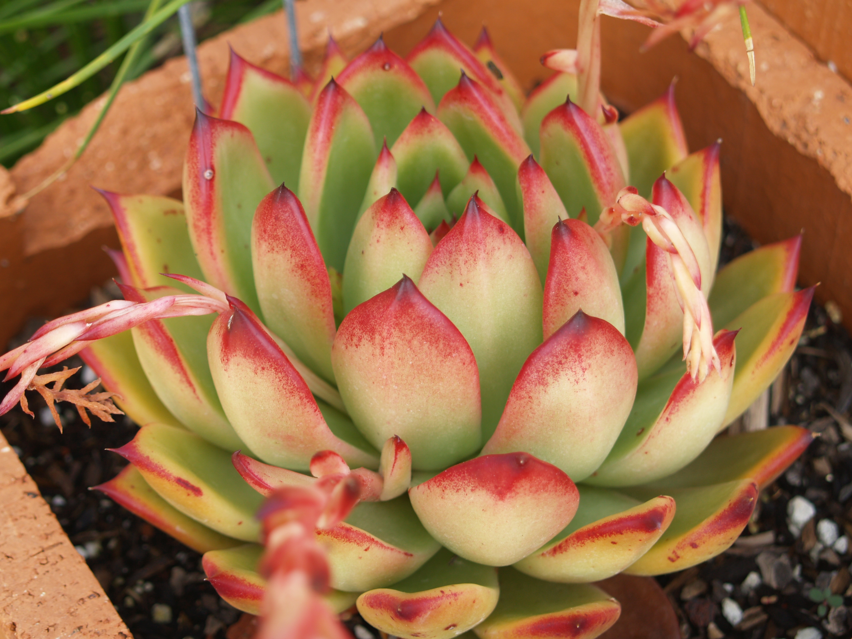 Echeveria agavoides 'Red Edge'