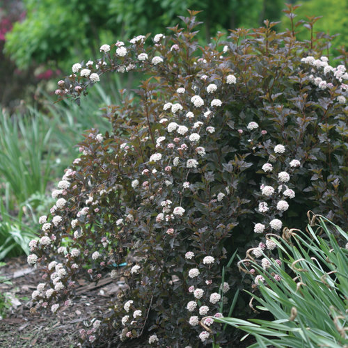 Achillea millefolium 'Summer Wine' 