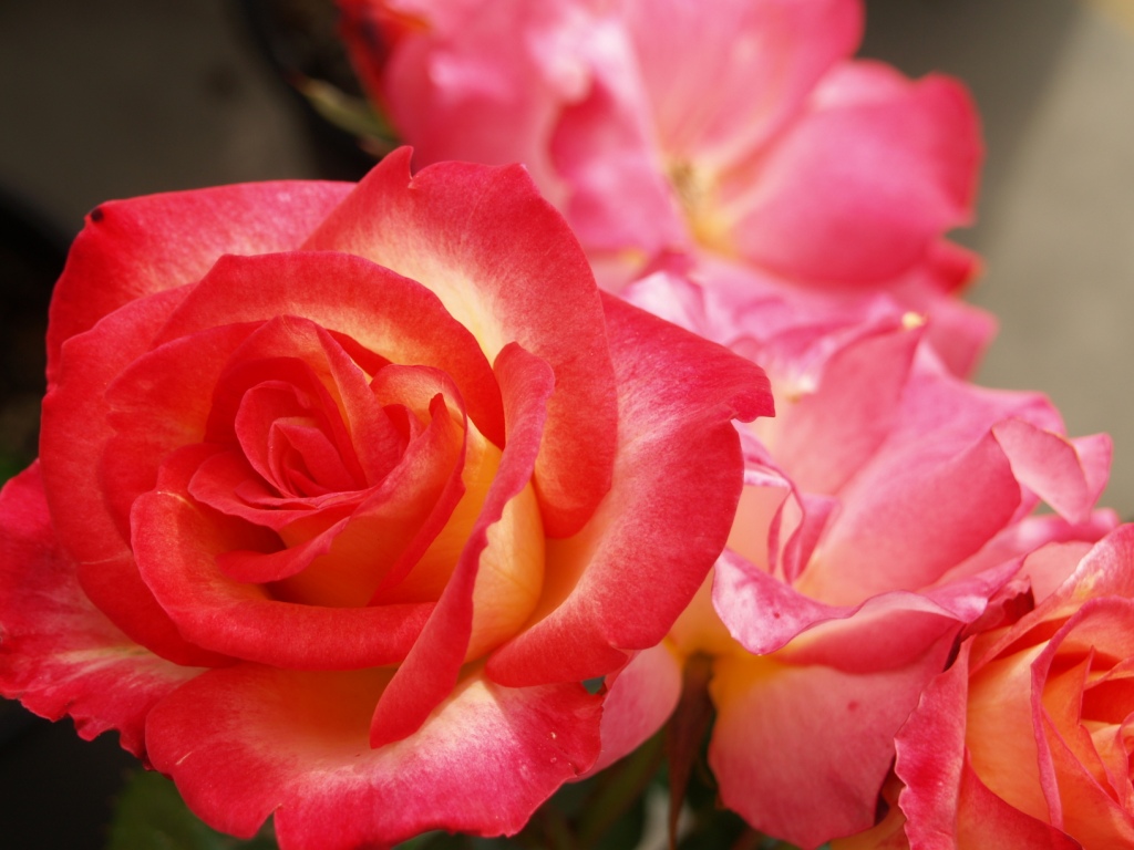 Rosa hybrid 'Rainbow Sorbet'
