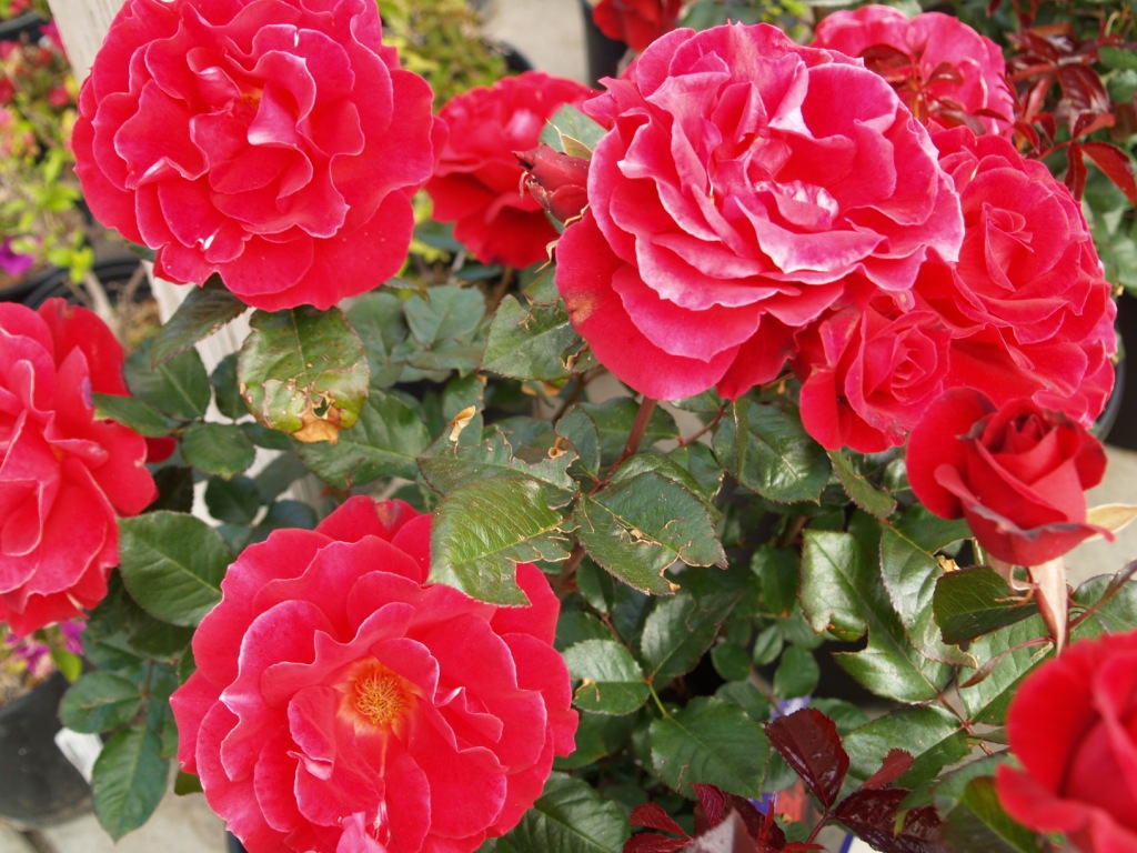 Rosa hybrid 'Frankly Scarlet'