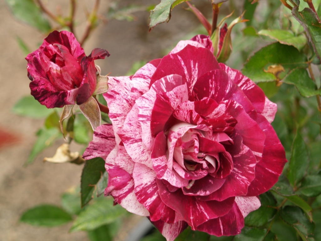 Rosa hybrid 'Purple Tiger Floribunda Rose'