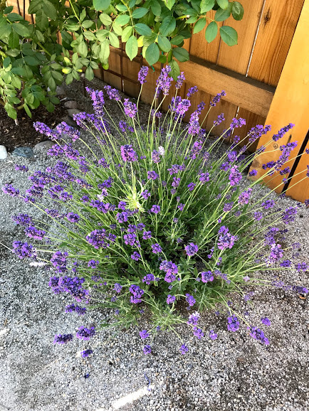 Lavandula angustifolia 'Hidcote'