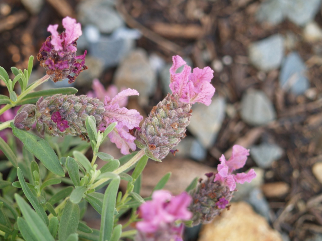 Lavandula angustifolia 'Ooh La Lavender Pink'