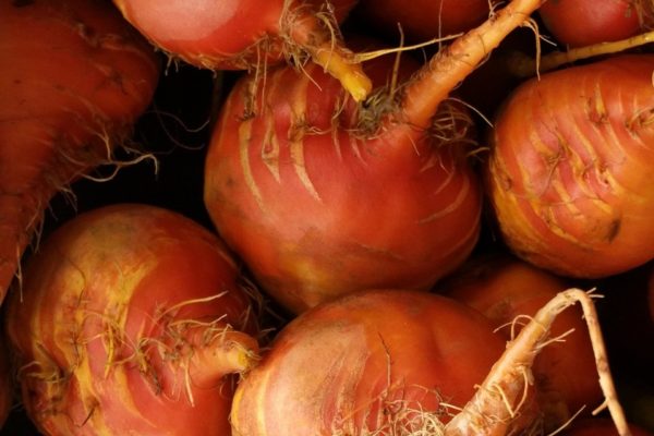 Beta vulgaris 'Golden Beet'