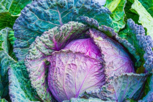Brassica oleracea 'Cabbage, O.P. Red' 