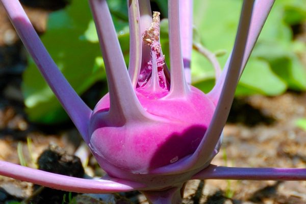 Brassica oleracea 'Kohlrabi, Vienna Purple' 