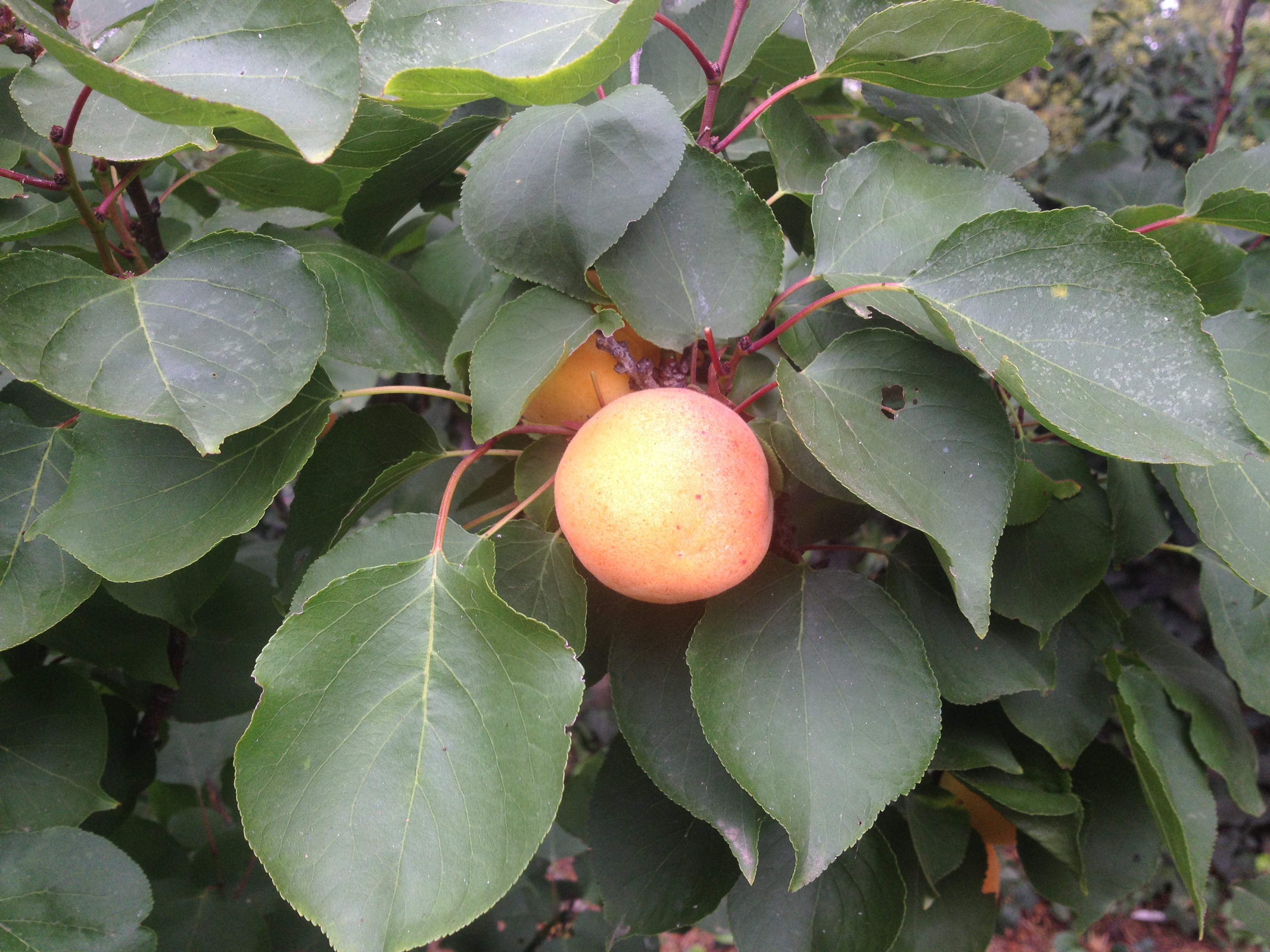 Prunus armeniaca var. Earli Autumn 