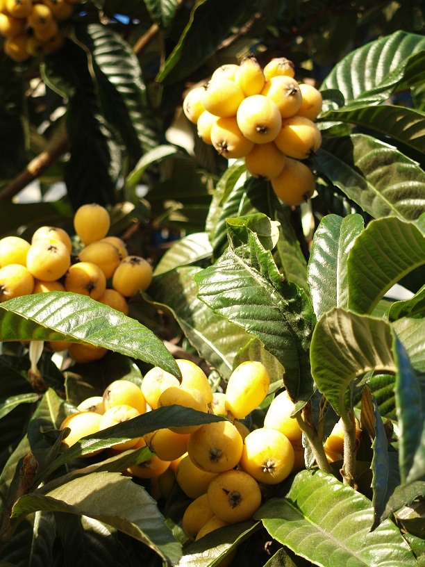 Eriobotrya japonica 