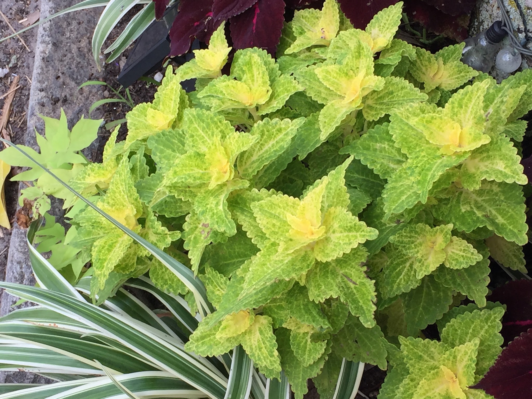 Solenostemon scutellarioides 'Electric Lime' 