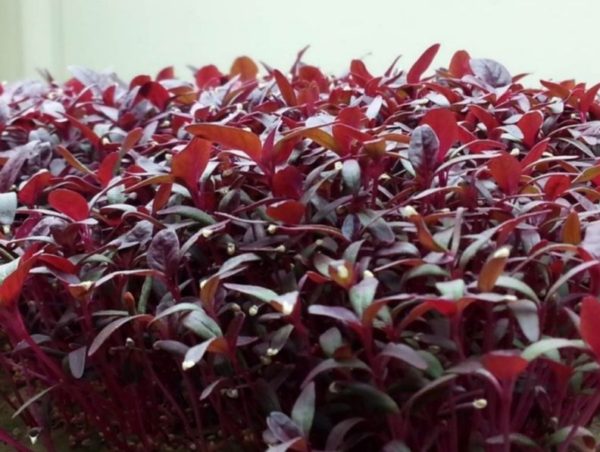 Amaranthus hypochondriacus 'Burgundy' 