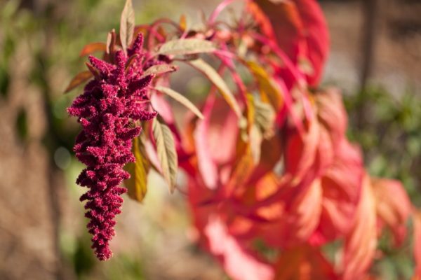 Amaranthus hypochondriacus 'Burgundy' 