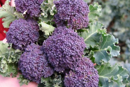 Brassica oleracea 'Early Purple Sprouting' 