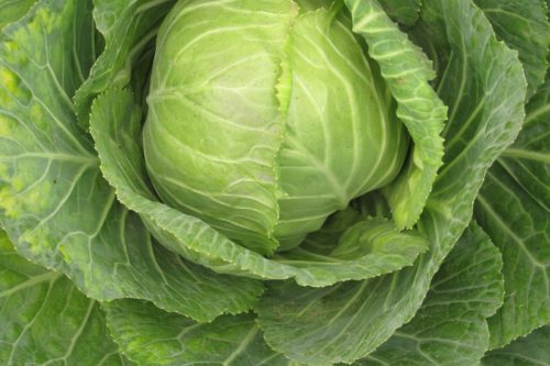 Brassica oleracea 'Copenhagen Market Early' 