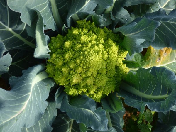 Brassica oleracea ssp. Italica Group 'Romanesco' 