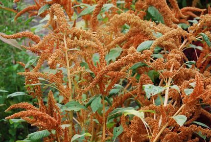 Amaranthus hypochondriacus 'Orange' 