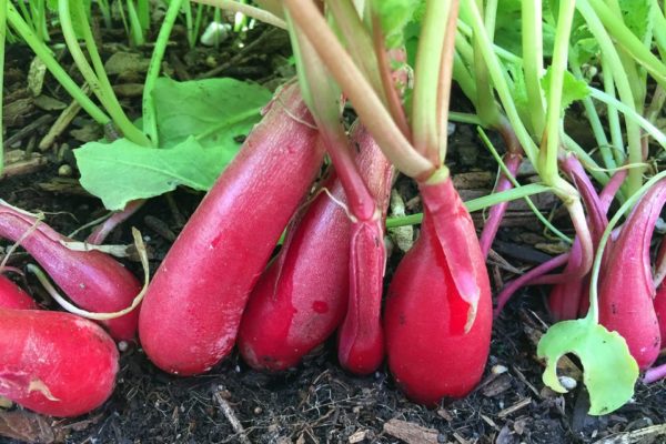Raphanus sativas 'French Breakfast' 