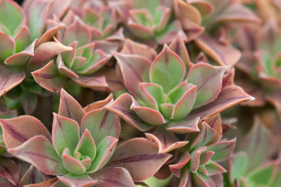Aeonium leucoblepharum 