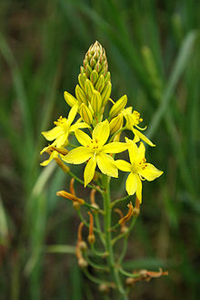 Bulbine frutescens 