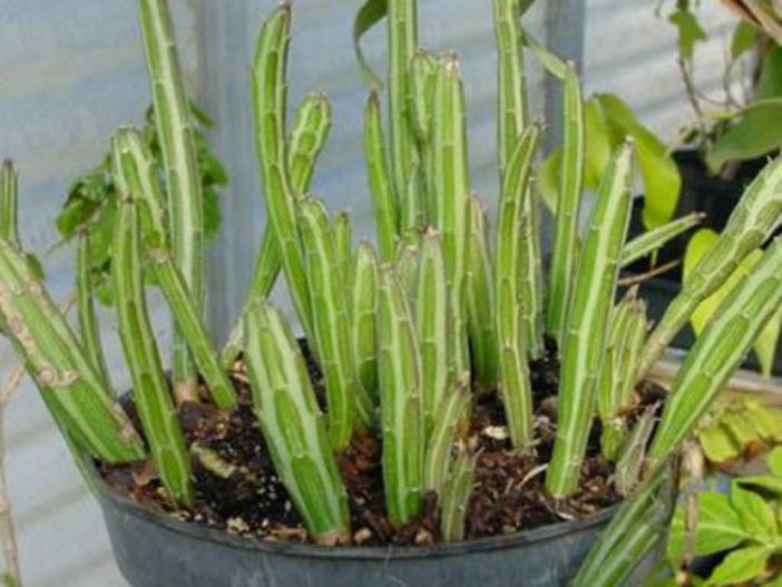 Kleinia stapeliiformis 
