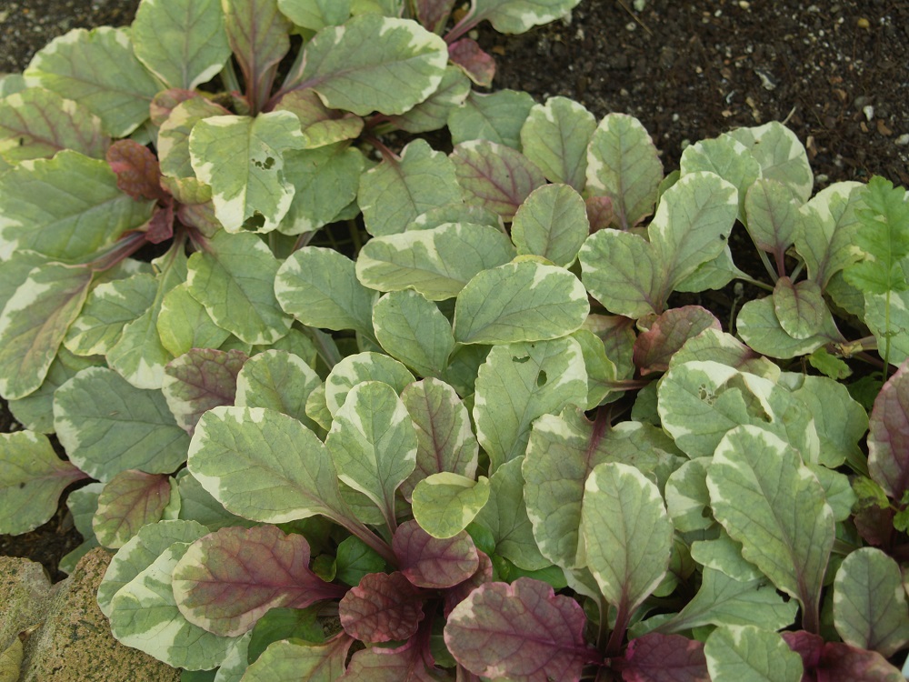 Ajuga reptans 'Burgundy Glow (Lace)' 