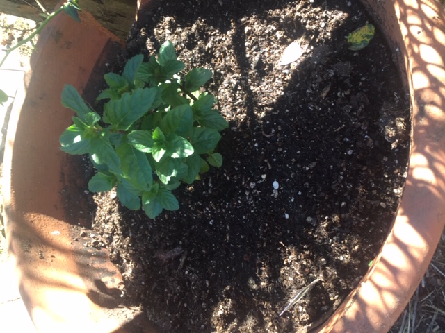 Mentha spicata 