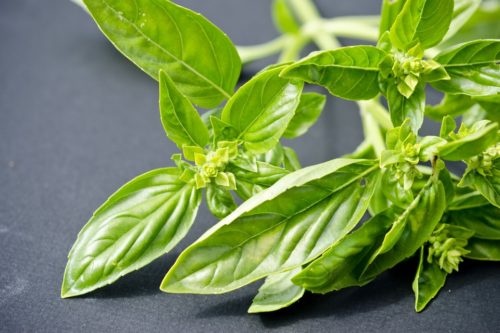 Ocimum basilicum