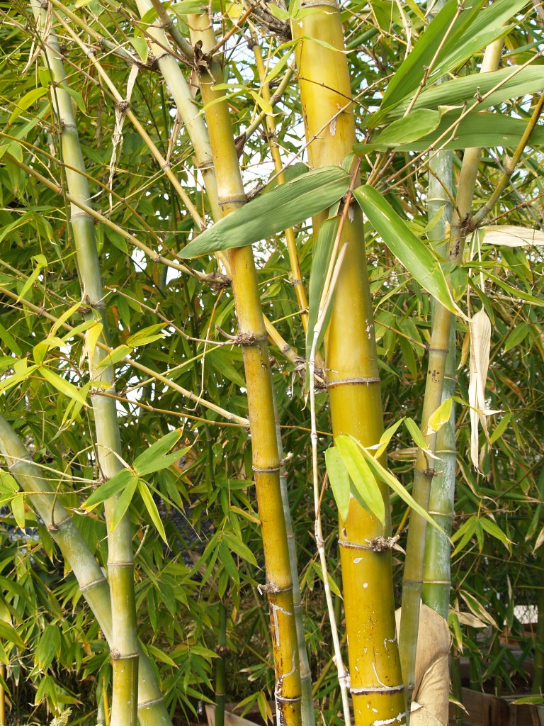 Bambusa beecheyana